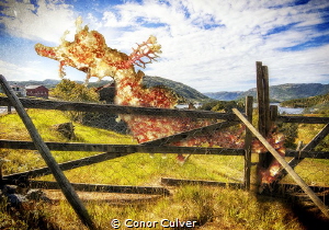 "Pipehorse Corral" part of my Underwater Surrealism body ... by Conor Culver 